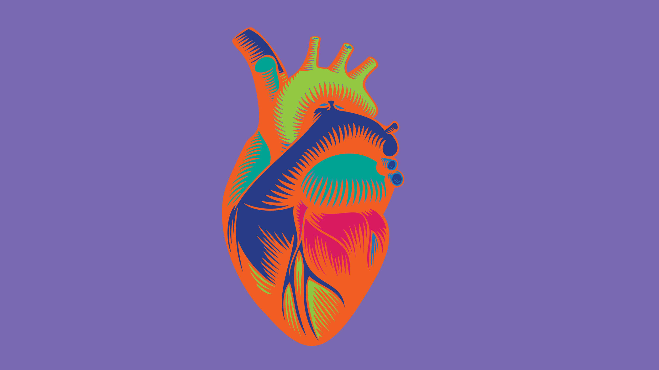 Anatomical illustration of an orange, blue, and green heart on a purple background.