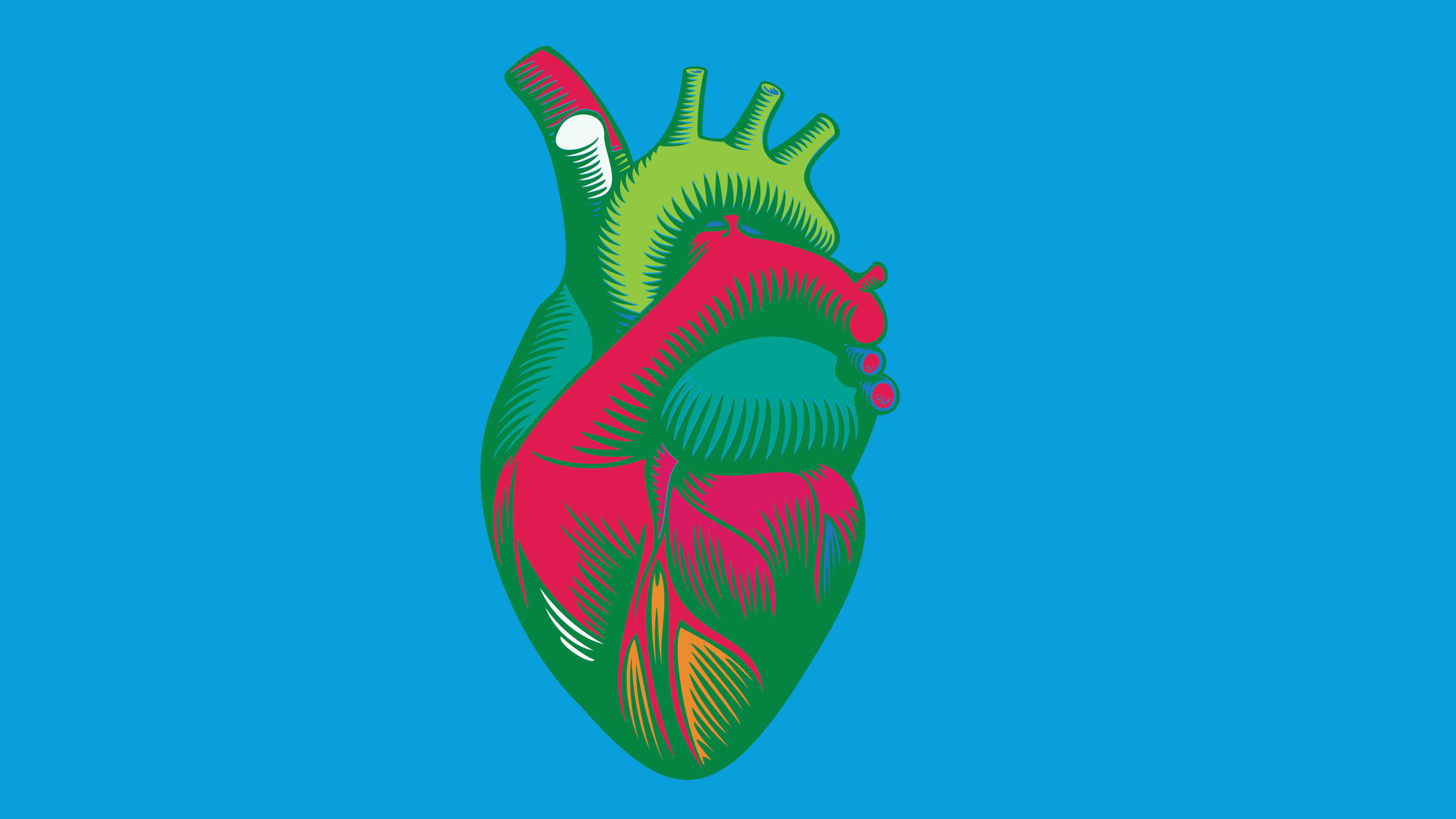 Anatomical illustration of a green and red heart on a sky blue background.