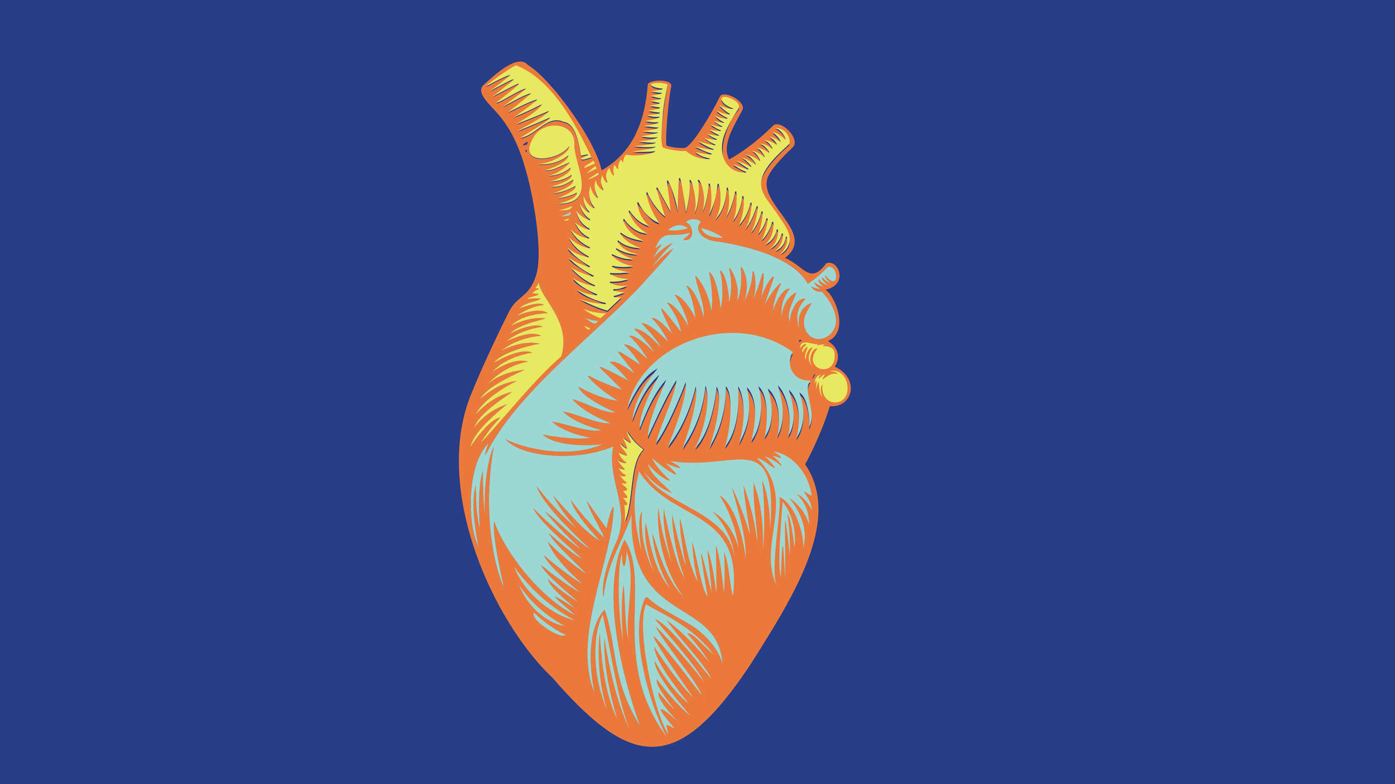 Anatomical illustration of an orange and blue heart on a royal blue background.