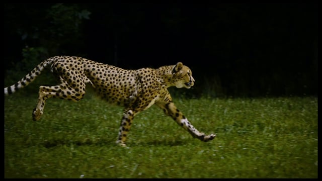 Poster for video National Geographic Cheetah