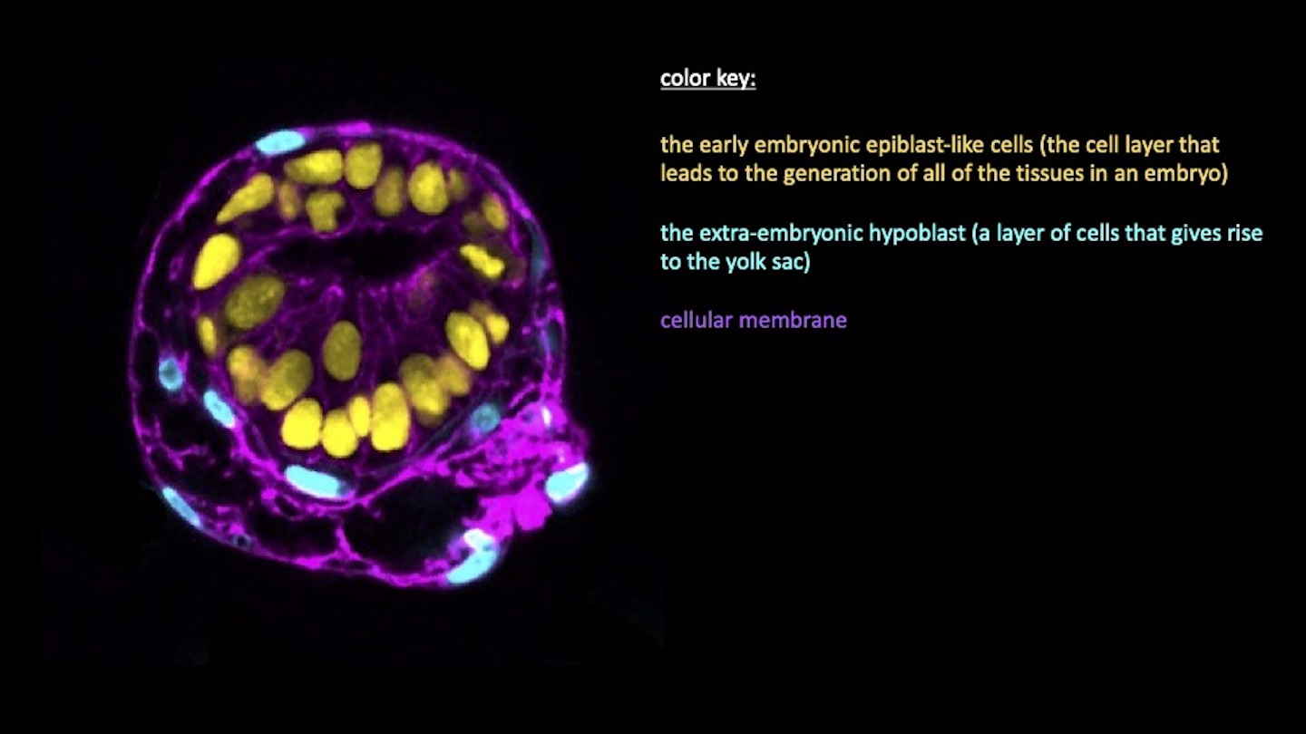 Menneskelige Embryo Gjeller New Model Provides Unprecedented Window