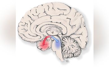 Diagram of the brain without labels