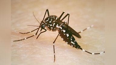 Aggressive And Human Loving Aedes Aegypti Mosquito Spreading Zika And Other Diseases Yale School Of Public Health