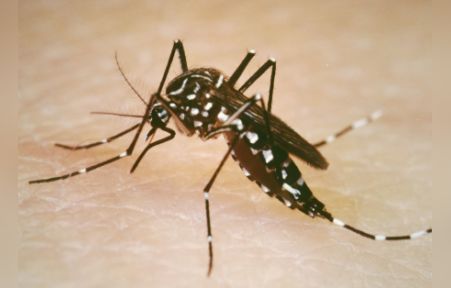 Aggressive And Human Loving Aedes Aegypti Mosquito Spreading Zika
