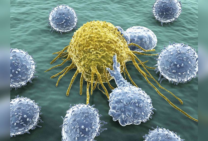 T cell warriors need their R & R